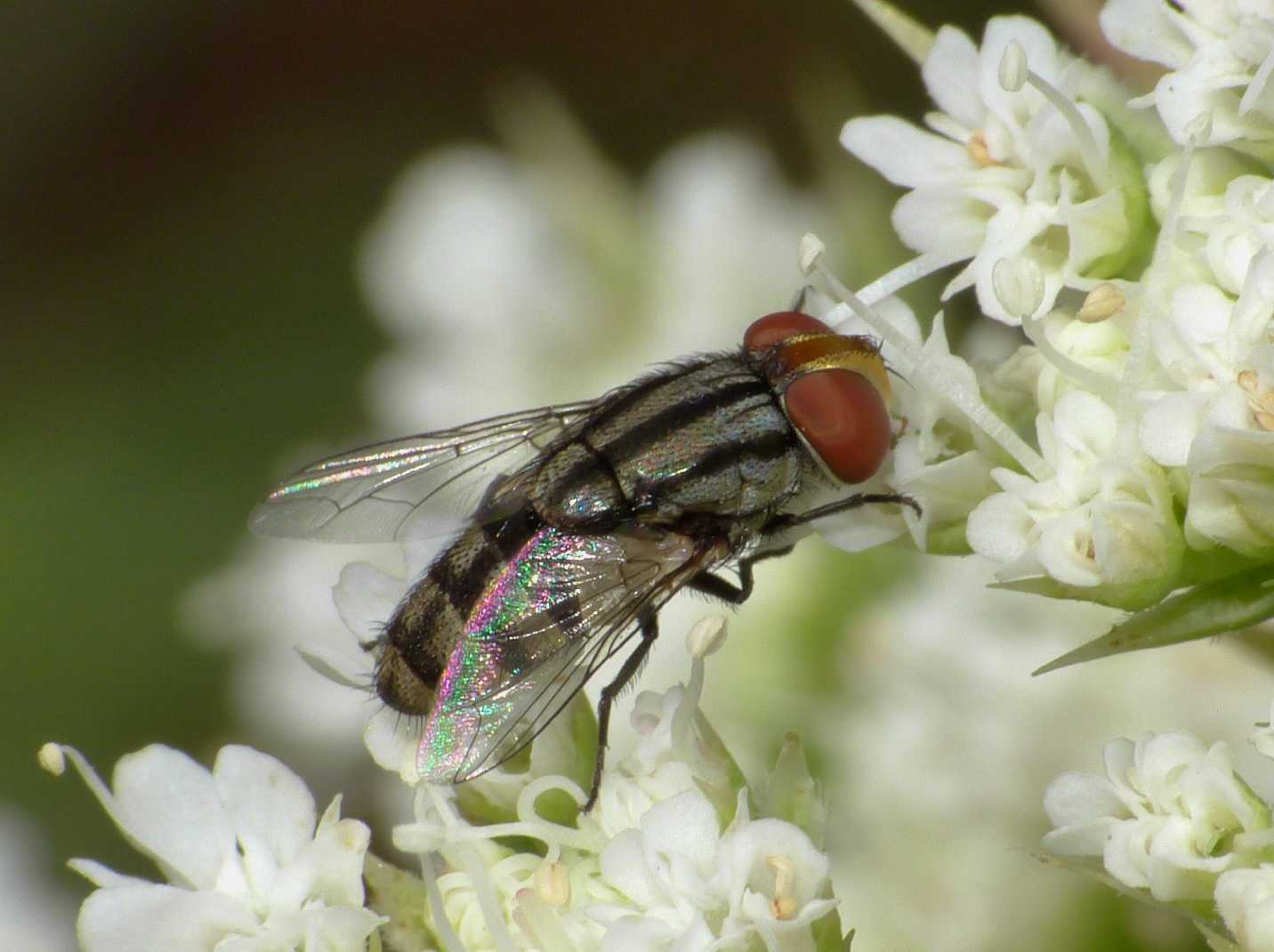 Calliphoridae? No. Sarcophagidae genere Miltogramma